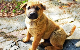 猫狗网软件下载 周公解梦之梦见狗的几种情况：被狗咬代表什么 猫狗打架