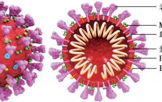 疾病百科软件下载 冠状病毒是什么？